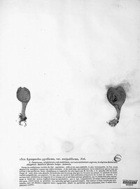 Apioperdon pyriforme image